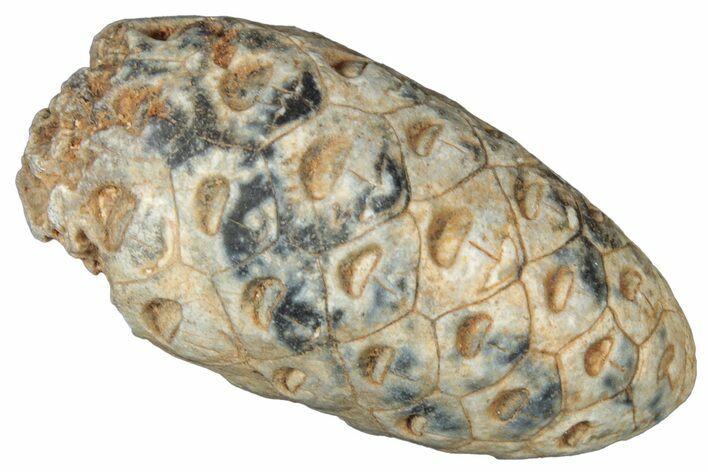 Fossil Cycadophyte Seed Cone - Boujdour, Morocco #325306
